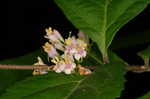 Chinese beautyberry